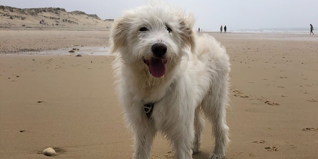 Que faire à montalivet avec son chien - toutourisme gironde