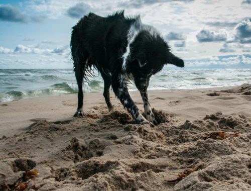 Miniature toutourisme gironde - trouver une plage autorisée aux chiens