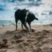 Miniature toutourisme gironde - trouver une plage autorisée aux chiens