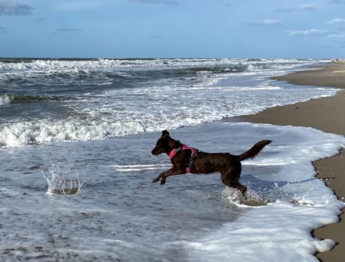 Miniature toutourisme gironde - emmener son chien sur la plage