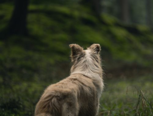 Période de chasse : se promener avec son chien - toutourisme Gironde