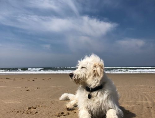 Que faire à montalivet avec son chien ? toutourisme gironde