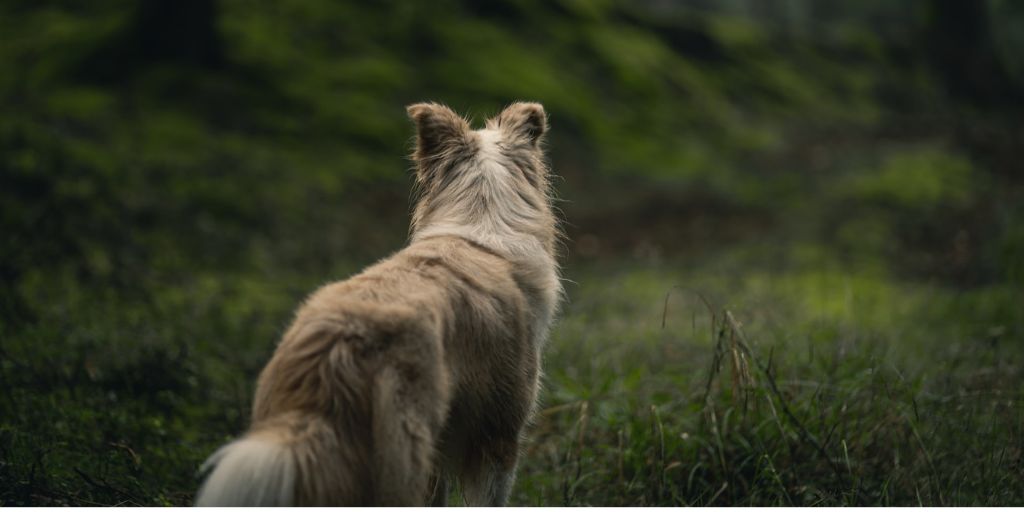Période de chasse en Gironde : les précautions à prendre avec son chien - Toutourisme Gironde