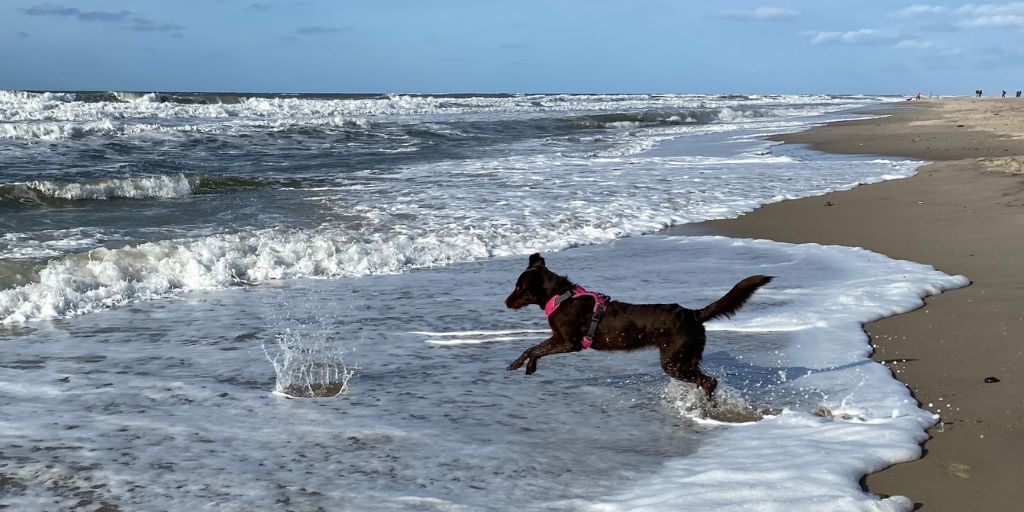 Emmener son chien sur la plage - Toutourisme gironde