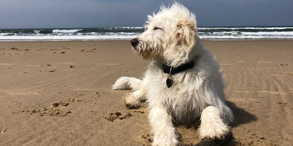 City guide : que faire à Montalivet avec mon chien ? - Toutourisme Gironde