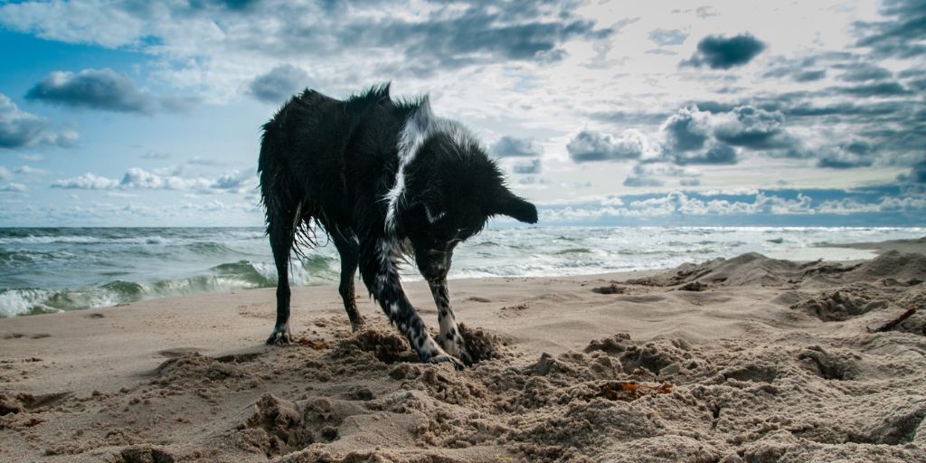 Gironde : trouvez votre plage autorisée aux chiens_toutourisme gironde