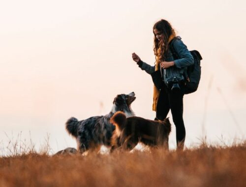 Trouver des randonnées en Gironde avec son chien