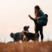 Trouver des randonnées en Gironde avec son chien