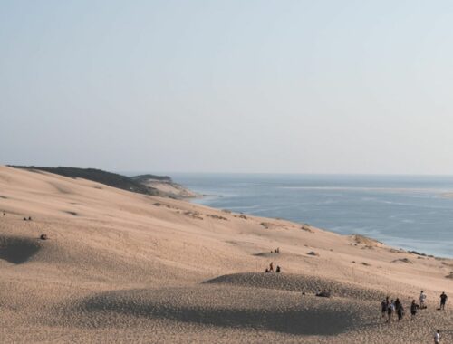 14 sites naturels où randonner avec son chien en Gironde - toutourisme gironde