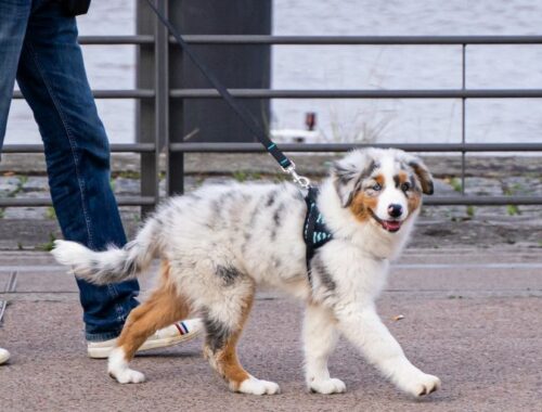 Bordeaux une ville dogfriendly ? Toutourisme Gironde