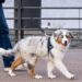 Bordeaux une ville dogfriendly ? Toutourisme Gironde