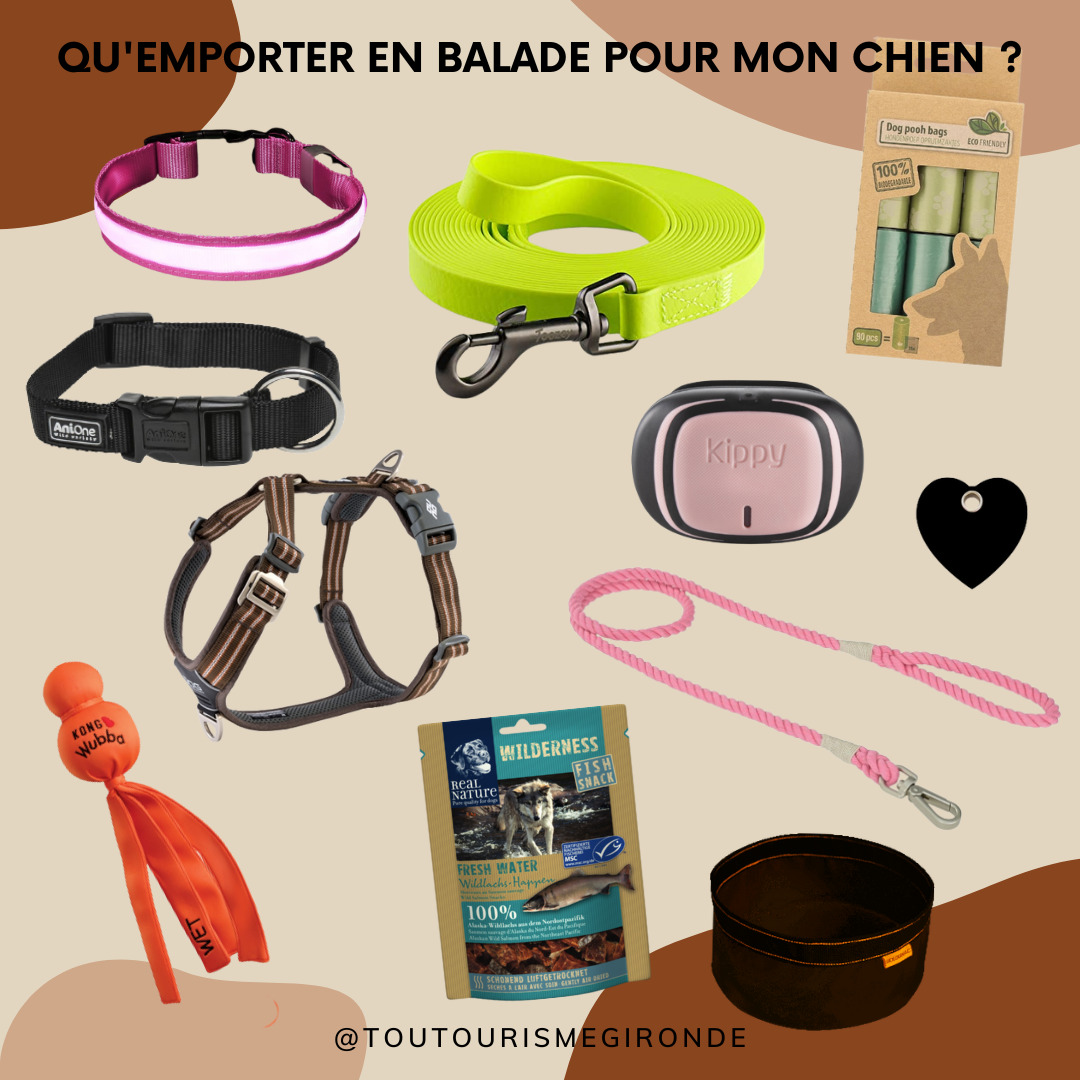 Les indispensables pour partir en balade avec son chien