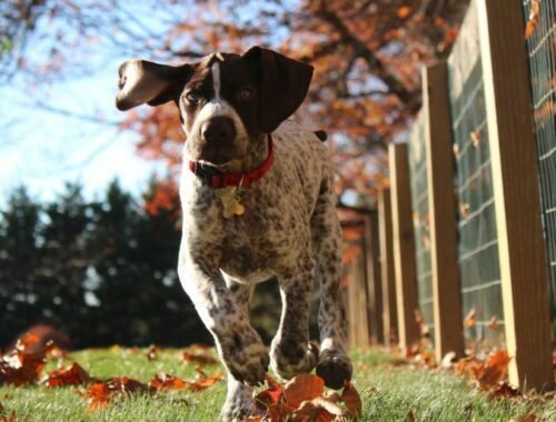 9 allées pour chiens pour promener son chien sans laisse à Bordeaux