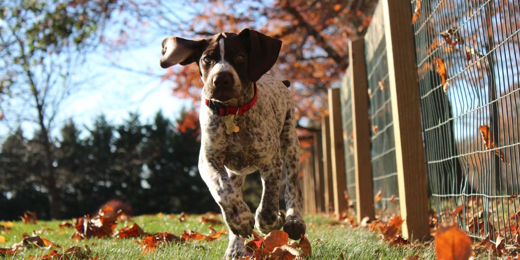 9 allées pour chiens pour promener son chien sans laisse à Bordeaux