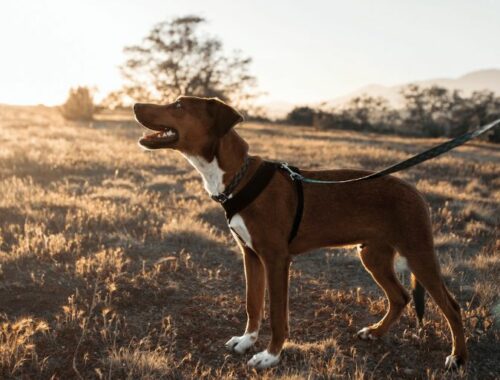 Les indispensables pour partir en balade avec son chien