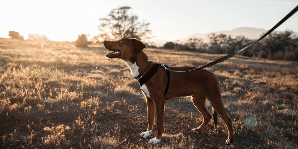 Les 10 indispensables pour partir en balade avec son chien