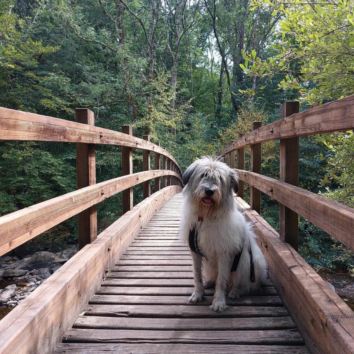 Nala, chien adoption Roumanie