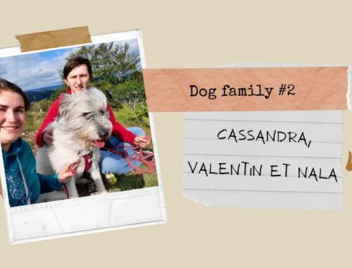 Dog family : Cassandra, Valentin, Nala, adoption chien roumanie