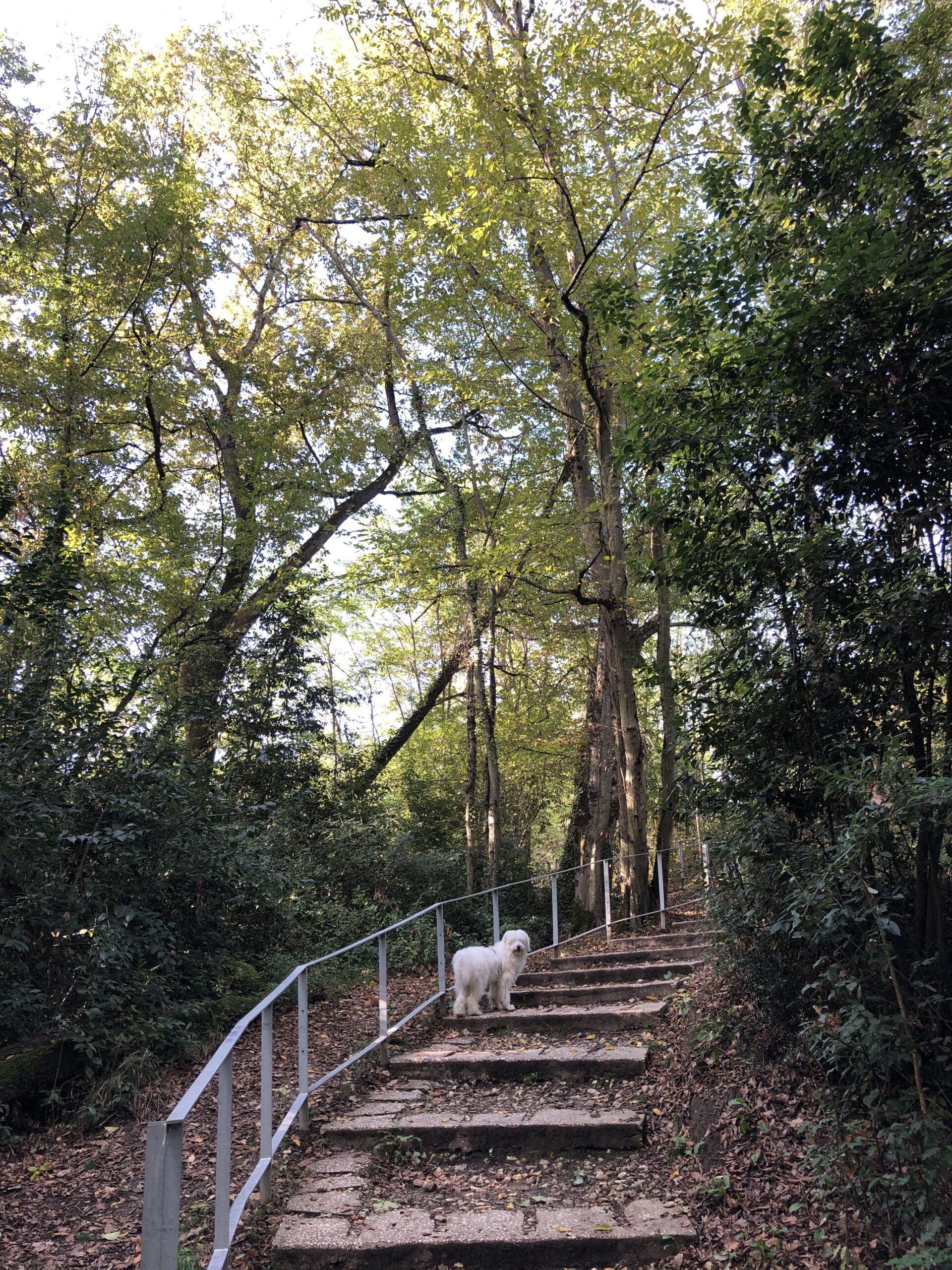 Micro-aventure Bordeaux avec son chien : le parc de l'Ermitage