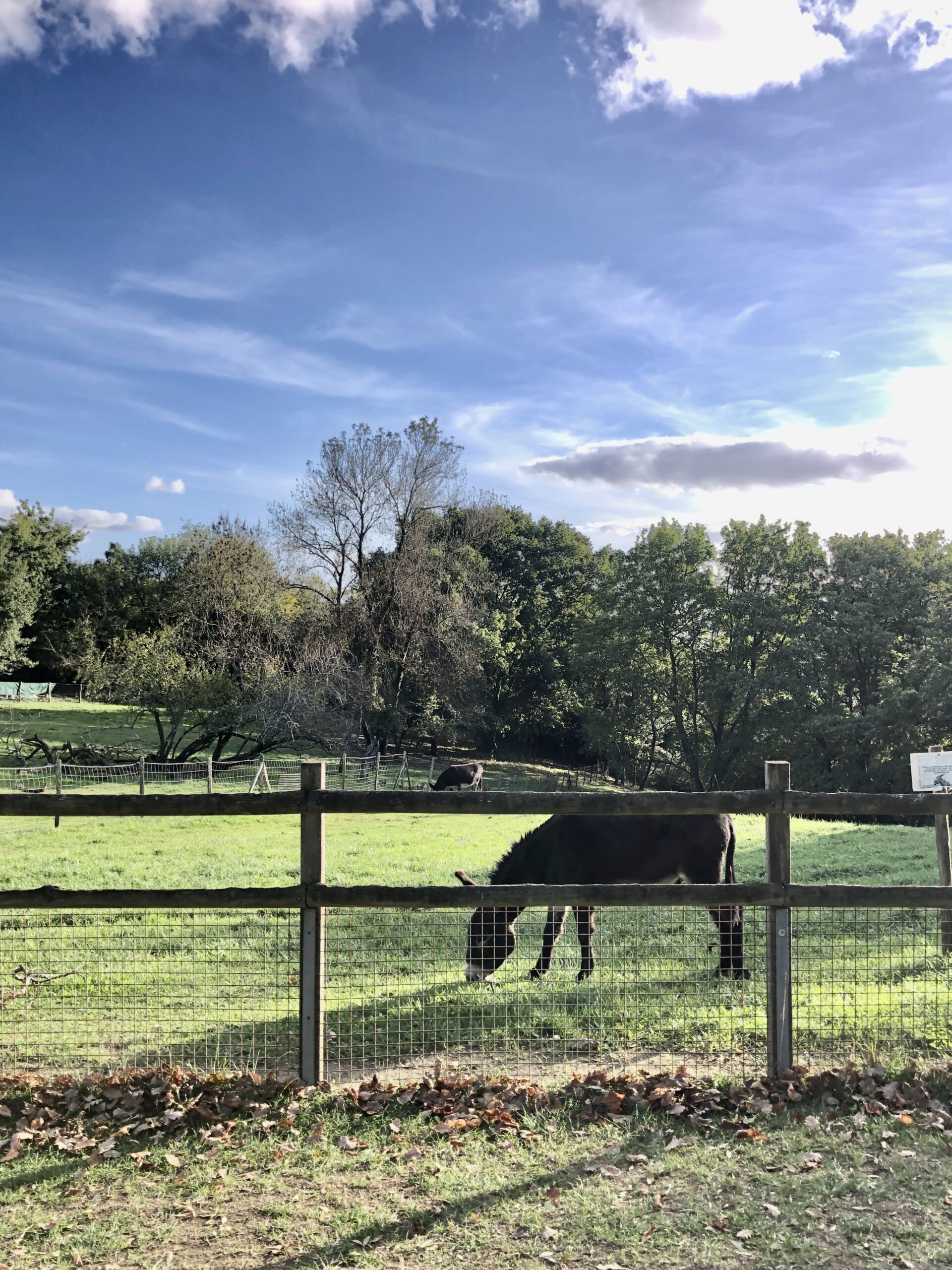 Micro-aventure Bordeaux avec son chien : la ferme des Iris