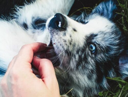 Ces choses que j'aurais voulu savoir avant d'adopter un chiot