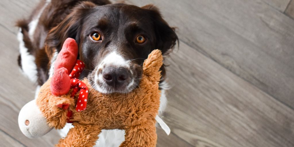 Accessoires pour chien à avoir chez soi