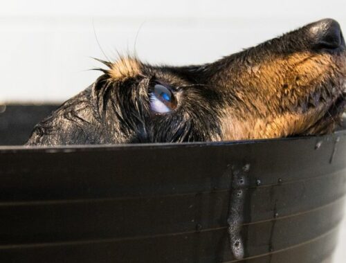 Dog wash Gironde
