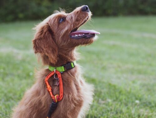 Tourisme Gironde dog friendly : 20 éducateurs et comportementalistes canin à Bordeaux et alentours