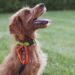 Tourisme Gironde dog friendly : 20 éducateurs et comportementalistes canin à Bordeaux et alentours