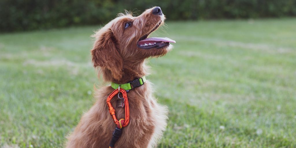 Educateur et comportementaliste canin à Bordeaux et alentours