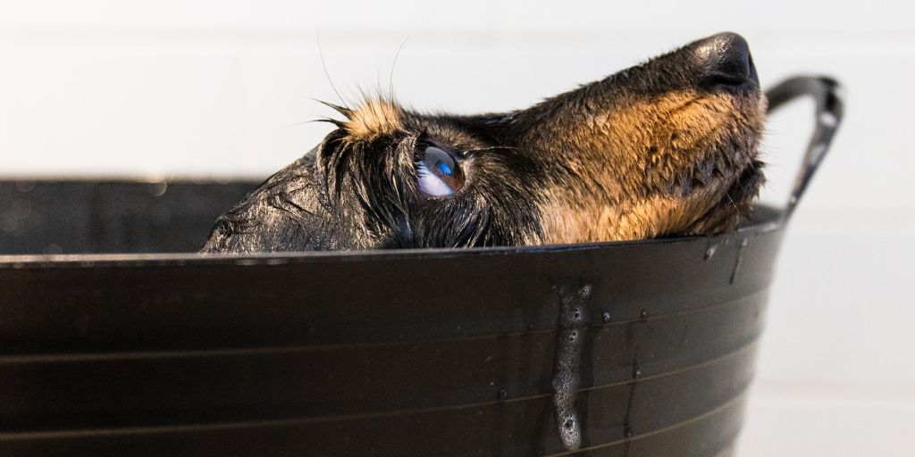 Dog wash en Gironde