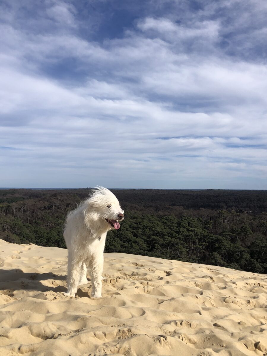 Dune du Pilat avec son chien - Toutourisme Gironde