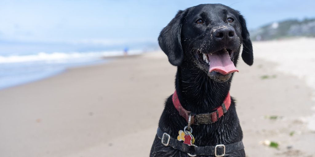 Aller à la plage en Gironde avec son chien au printemps - Toutourisme Gironde