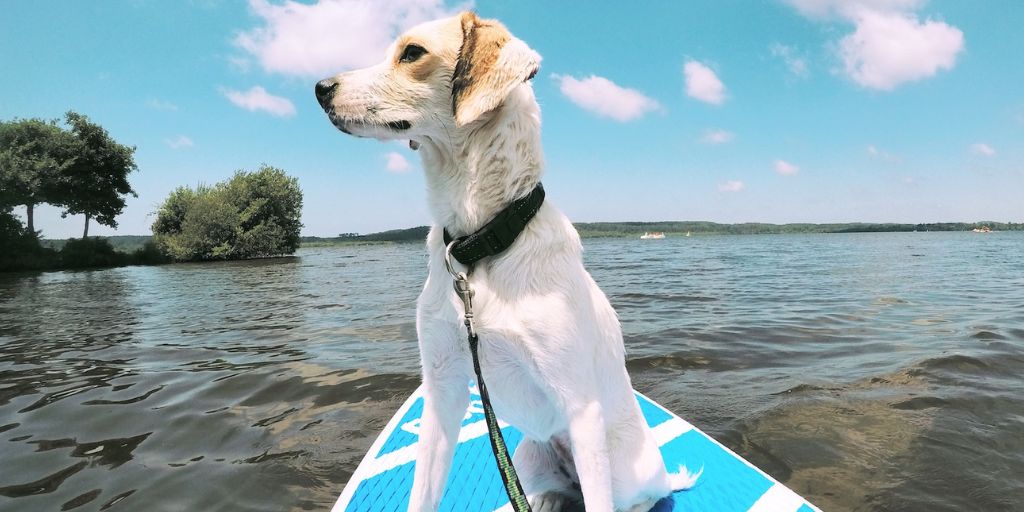 Faire du paddle avec son chien en Gironde - Toutourisme Gironde