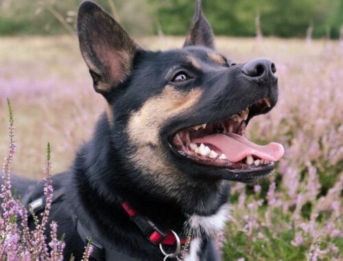 Que faire au printemps en Gironde avec son chien ? - Toutourisme Gironde