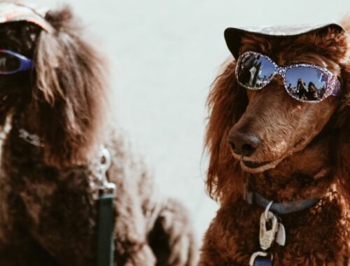 Bien choisir sa crème solaire pour chien - Toutourisme Gironde