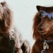 Bien choisir sa crème solaire pour chien - Toutourisme Gironde