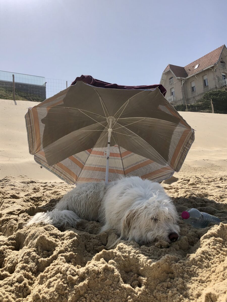 Plage Biscarrosse chien