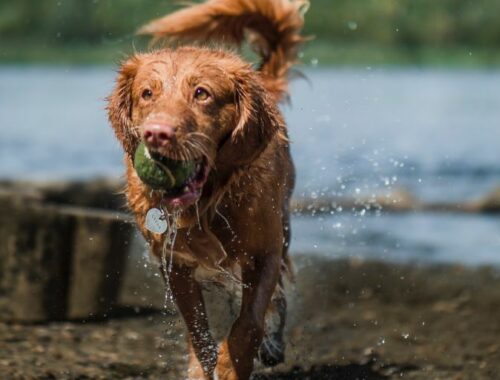 Lac Gironde : lacs autorisés aux chiens en Gironde - Toutourisme Gironde