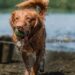 Lac Gironde : lacs autorisés aux chiens en Gironde - Toutourisme Gironde