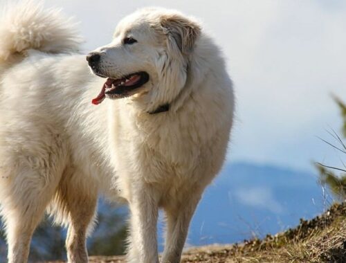 Comment réagir face à un patou avec son chien ?