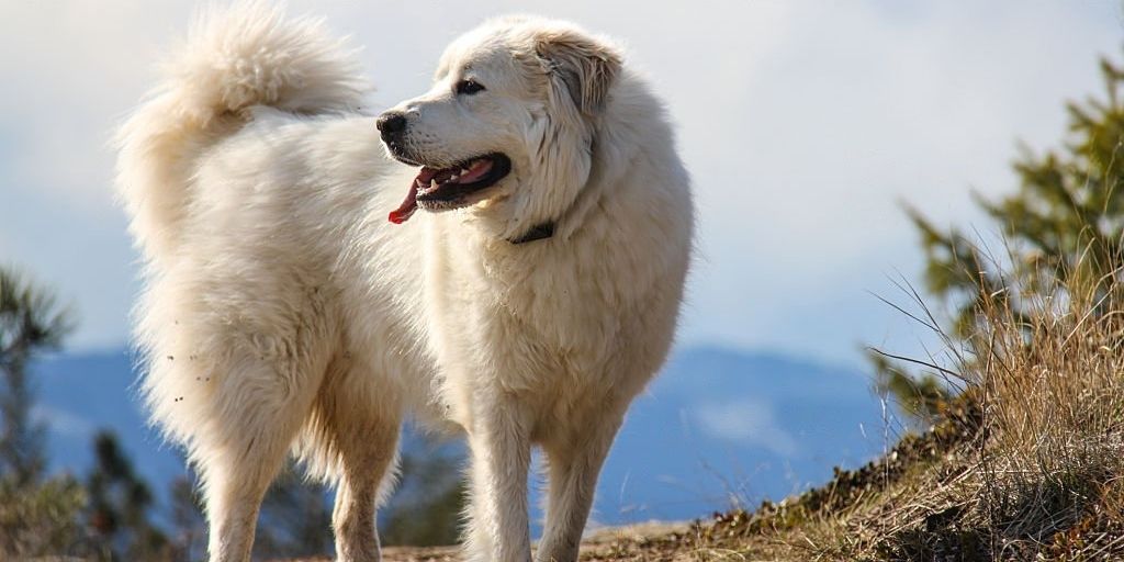 Croiser un patou avec son chien : comment réagir ?