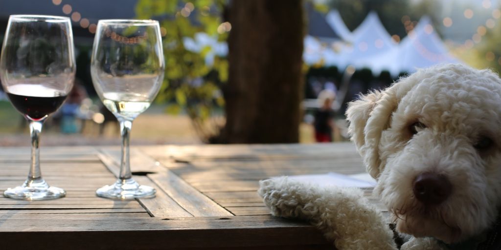 Visiter Saint-Émilion avec son chien