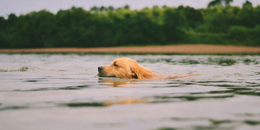 Se baigner avec son chien autour de Saint-Émilion