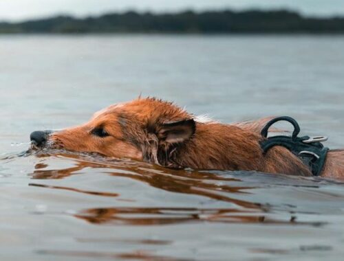 Le lac de Lacanau est-il dog friendly ? Toutourisme Gironde