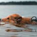 Le lac de Lacanau est-il dog friendly ? Toutourisme Gironde