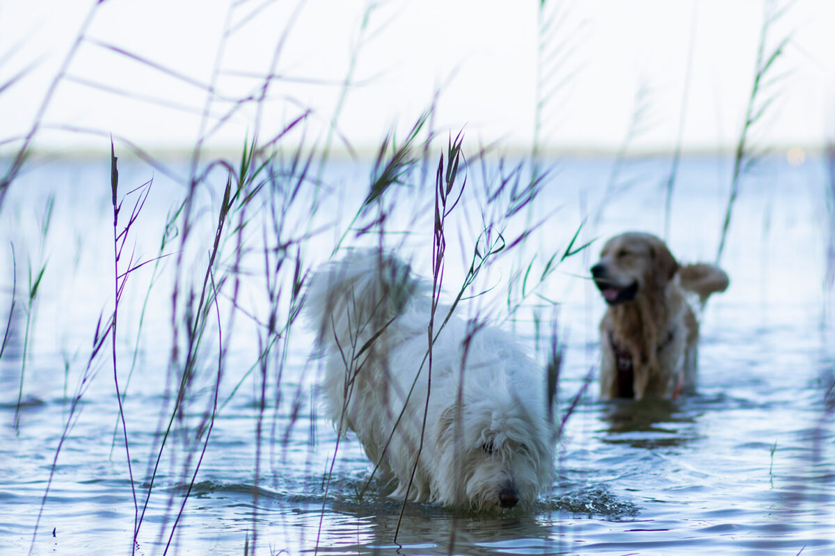 Lac d'Hourtin - Carcans avec son chien