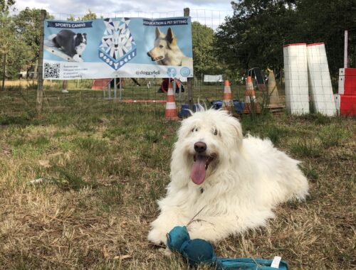 Agility chien - Doggyfeli