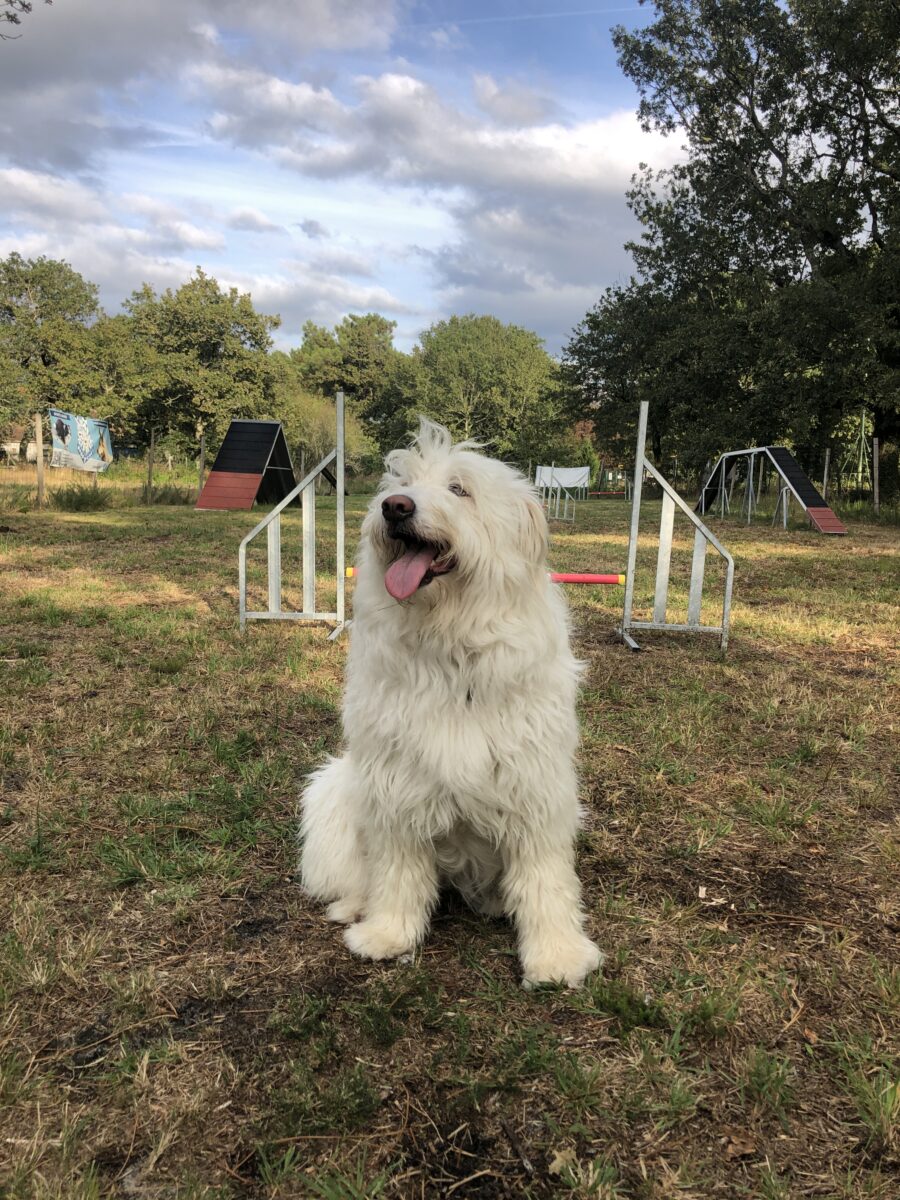 Agility chien - Doggyfeli