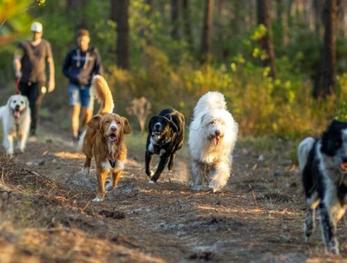 Que faire au lac d'Hourtin Carcans avec son chien ?